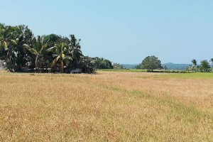 Certified seeds, fertilizers ready for El Niño-hit farmers in Antique