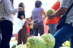 Farmers use 'Kadiwa ng Pangulo' to sell oversupply of cabbage