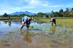 DA: No plan to impose price cap on rice