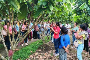 Cacao, coconut farmers' groups in Camarines Sur to get P4.2-M aid