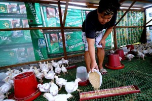 Cebu bans entry of live poultry from Leyte amid bird flu scare
