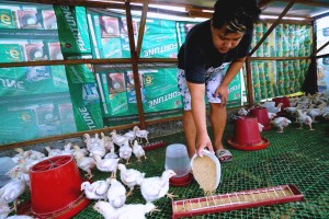 DA bans import of live birds, poultry products from California, Ohio