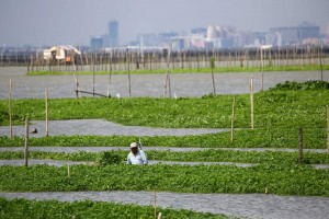 DA chief eyes Laguna Lake revival to boost fish production