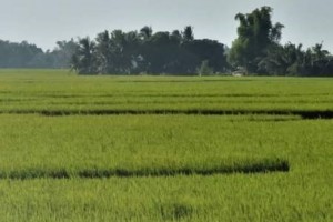 Water supply, rice yield enough amid El Niño – NIA