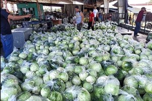 Nearly 150 tons of cabbage sold through 'Veggie Connect'