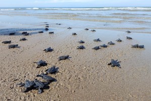 Sipalay City releases sea turtle hatchlings found in beach resort 