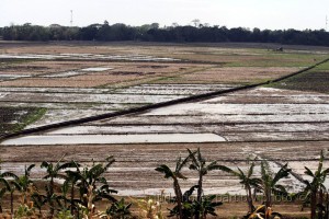 P161M cash aid awaits 32K rice farmers in Negros Oriental