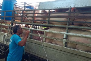 Antique cooperative avails of P10-M aid for swine breeding project