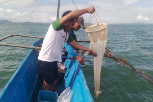 Coastal water off Masbate town tests positive for red tide