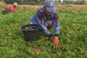 DSWD allots P50M for cash-for-work program for Ilocos Norte farmers