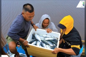  ‘Bangus’ project brings bountiful harvest to Dinagat fisherfolk