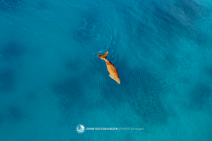 Dugong spotted searching for food in Sarangani Bay