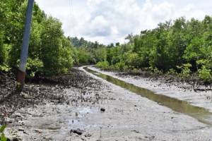 Largest mangrove forest pushed as tourist site in E. Samar