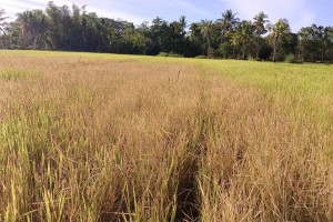 DA: Agri damage due to El Niño hits P5.9-B