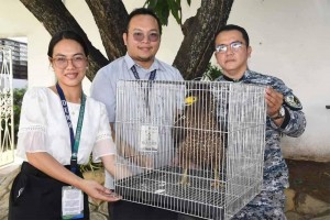 Serpent eagle rescued in Bulacan town