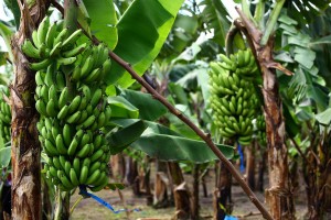 DA introduces new tech for C. Visayas banana cultivators