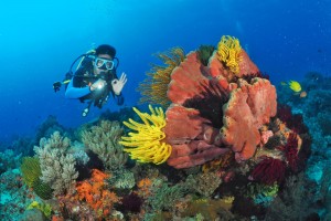 PBBM seeks new partnerships for dev’t of PH dive sector