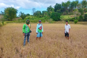 3K Antique rice farmers file claims for damage due to drought, pests