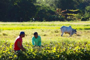DA to continue to aid farmers as agri damage climbs to over P357M