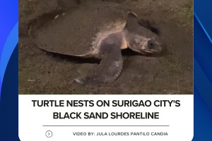 Olive Ridley sea turtle spotted nesting on Surigao City beach