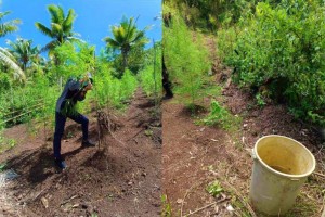 PDEA-BARMM seizes P12-M marijuana plants in Sulu, Maguindanao 