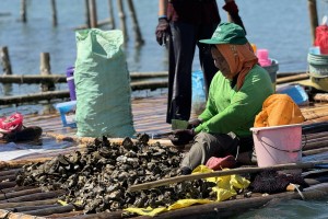 Pangasinan fisherfolk adopt DA-NFRDI oyster farming technology