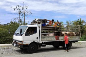 Antique has enough swine to supply local pork consumption