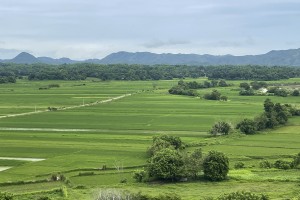 Ilocos rice farmers told to plant early this dry season amid El Niño