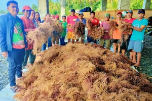 Seaweed propagation to boost income of Dinagat fisherfolk