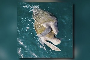 Rare mating behavior of sea turtles in Sarangani Bay recorded