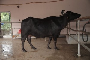 Crossbred buffalo hits groundbreaking yield via genetic improvement