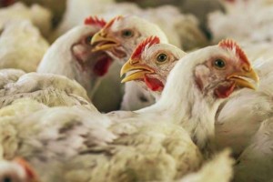 60K chickens culled as bird flu detected in Leyte town