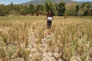 Crop losses reach P80M as drought hits Negros Oriental