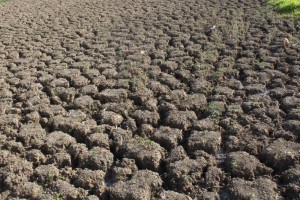 DA reports drought in Leyte, Samar rice farms