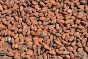 Cocoa prices nearly double on supply concerns in 3-month period