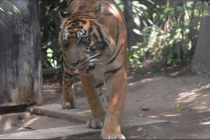 Study suggests Indonesia's Javan tiger may still exist