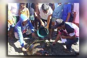 'Pawikan' caught in fishers' net released into the sea in Pagudpud