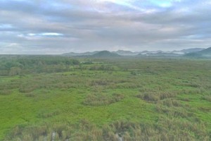 DENR reiterates measures to preserve 'threatened' Leyte peatland