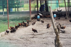 Negros Oriental bans chicken, poultry products from Leyte
