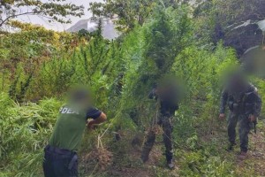P7.3-M marijuana plants destroyed in Ilocos Sur town