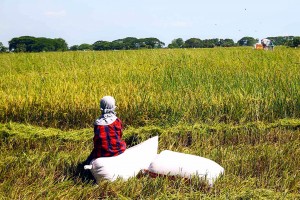 DA: Agri commodities supply stable despite -3.3% annual output drop