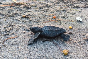 81 Olive Ridley turtle hatchlings released in Surigao City