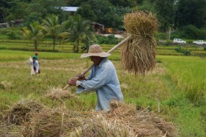 La Union to distribute cash aid to El Niño-affected farmers