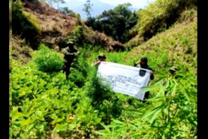 Cordillera police seize, destroy P4.1-M drugs in 2-day ops 