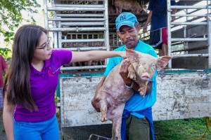 La Union provides vet services to farm animals to combat El Niño