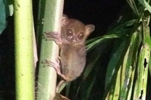 Endangered tarsier spotted in Leyte town