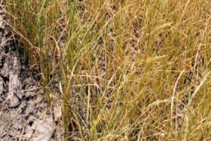 Negros Occidental logs P197-M damage to crops due to El Niño