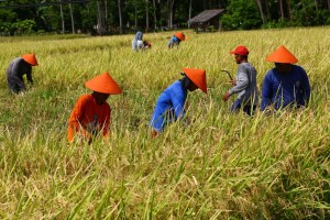 Lawmaker bats for higher funding for agriculture