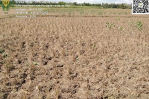 Agriculture losses in W. Visayas due to El Niño reach P1.49-B