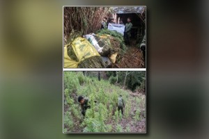 Law enforcers destroy P862-M marijuana in 9-day ops in Kalinga